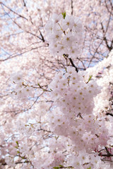 さくら