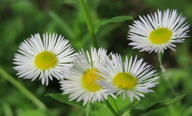 Obraz premium Beautiful white erigeron flowers in the meadow, closeup 
