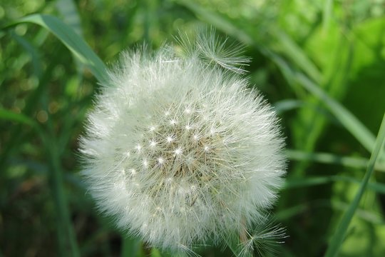 Fototapeta Beautiful fluffy faded dandelion flower in the garden on natural green background 