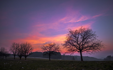 Fototapeta na wymiar Sunset with silhouettes of row of trees