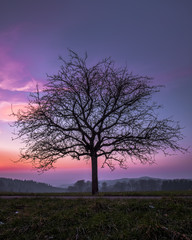 Fototapeta na wymiar Sunset with silhouette of tree