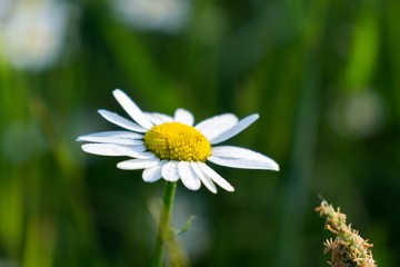 Camomile daisy flowers. Slovakia 