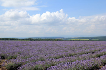 Лавандовое поле в Болгарии 