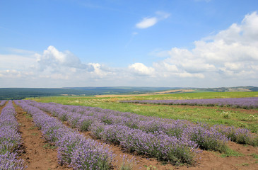 Obraz premium Лавандовое поле в Болгарии 