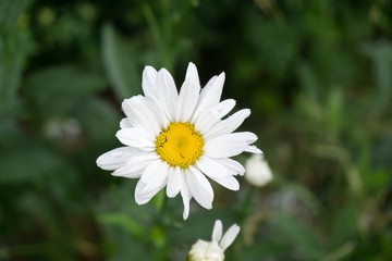 Camomile daisy flowers. Slovakia 