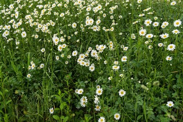 Camomile daisy flowers. Slovakia 