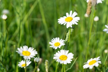 Fototapeta premium Camomile daisy flowers. Slovakia 