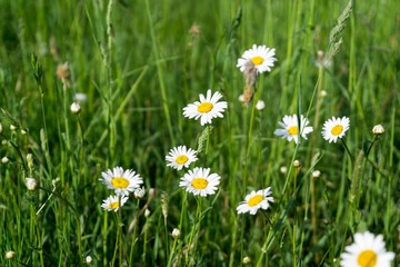 Camomile daisy flowers. Slovakia 