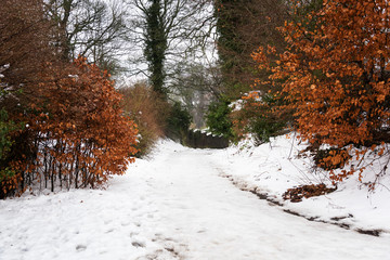 Narrow Snow Covered Street Lined with Trees