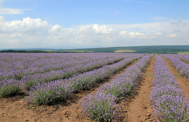 Fototapeta na wymiar Лавандовое поле в Болгарии 