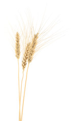 Fototapeta premium Wheat Bunch on white.
