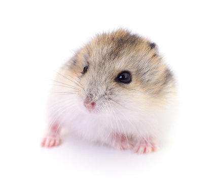 Small domestic hamster.