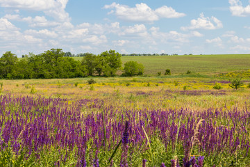 Fototapeta na wymiar Meadow with wild purple salvia flowers. Summer landscape