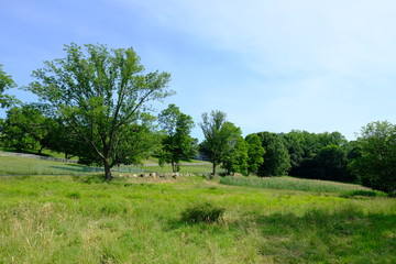 Fototapeta na wymiar trees on a field