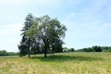 trees on a field