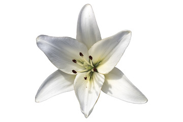Asiatic hybrid lily 'Apollo' white flower isolated on white © tortlecat
