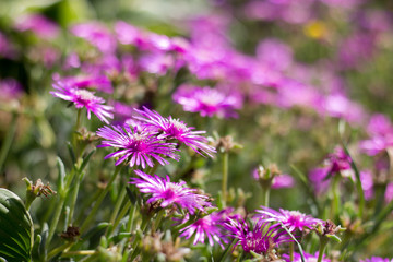 Obraz premium Delosperma cooperi in a flower garden