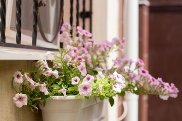 Fototapeta na wymiar Petunia in the gardening of balconies