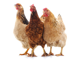 Trois poulets bruns.