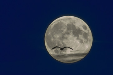 Flying to the moon