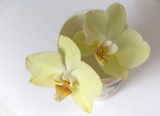 Naklejka na ściany i meble Vanilla orchid in a paper cup.