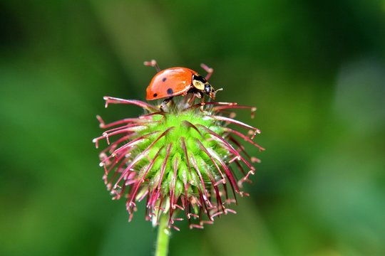 Marienkäfer sitzt auf einer Pflanze vor grüner Natur