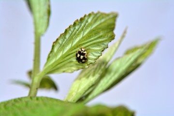 Schwarz weißer Marienkäfer auf grünem Blatt unter blauem Himmel