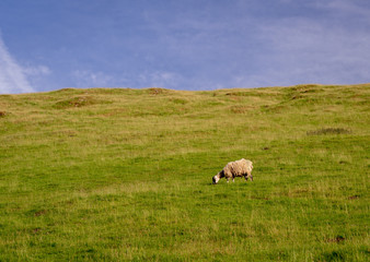 Naklejka na ściany i meble Sheep grazing an open field in the peak district of great britain