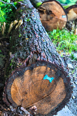 Fototapeta premium Oak log tagged