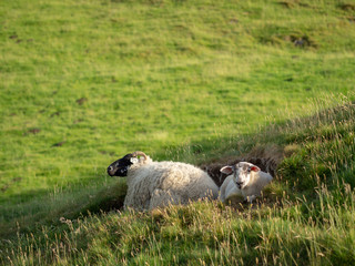 Sheep and lamb resting in a field in the peak district