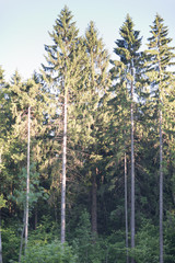 Mixed forest at sunset. Near Moscow russia.