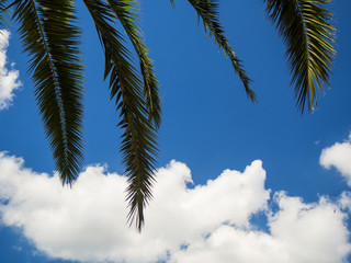 Leaves of a palm tree with a beautiful blue sky