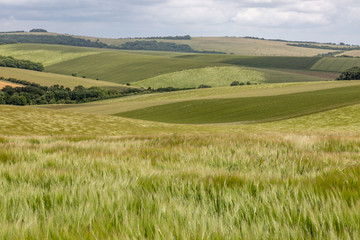 Fototapeta na wymiar A green Sussex landscape, with wheat fields blowing in the wind