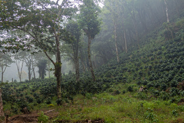 Fototapeta na wymiar Coffee plantation near Yojoa lake, Honduras