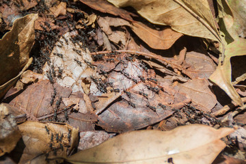 Ant trail in a forest covering Maderas volcano on Ometepe island, Nicaragua