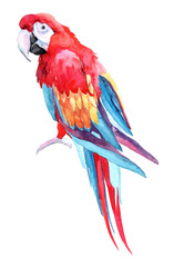 Isolated watercolor clipart with parrot.