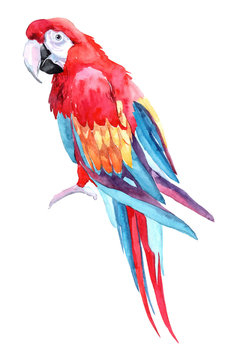 Isolated Watercolor Clipart With Parrot.