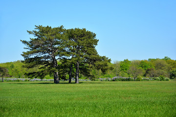 Fototapeta na wymiar Pines in the spring park. Falz-Fein Biosphere Reserve “Askania Nova”, Ukraine.
