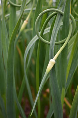 a hard neck garlic scape