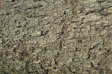 Spruce bark texture