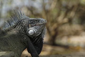 iguana 