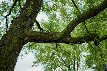 Fototapeta na wymiar Tree in a park