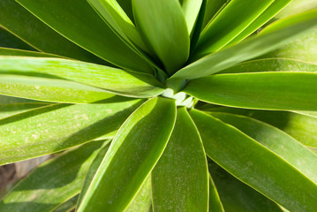 Obraz na płótnie Canvas Green leaves background. Bright color plant texture.