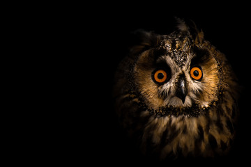 Asio otus, the owl, at black background