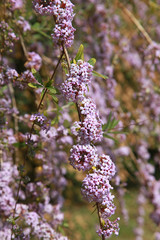 Buddleia 'alternifolia'