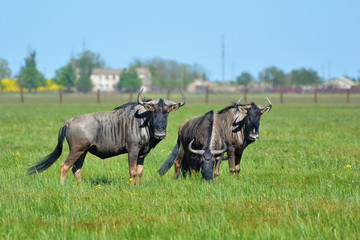 Blue wildebeest in the steppe in the Falz-Fein Biosphere Reserve “Askania Nova”, Ukraine.