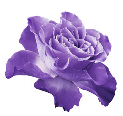 Rose light violet flower  on white isolated background with clipping path.  Side view. Closeup.  Nature.