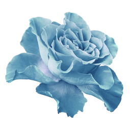 Rose   light turquoise   flower  on white isolated background with clipping path.  Side view. Closeup.  Nature.