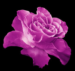 Rose pink flower  on black isolated background with clipping path.  Side view. Closeup.  Nature.