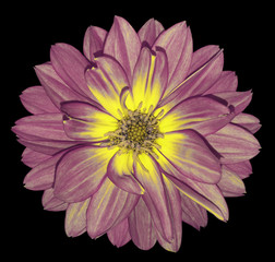 Dahlia  pink-yellow  flower on black  isolated background with clipping path.  For design. Closeup.  Nature.
